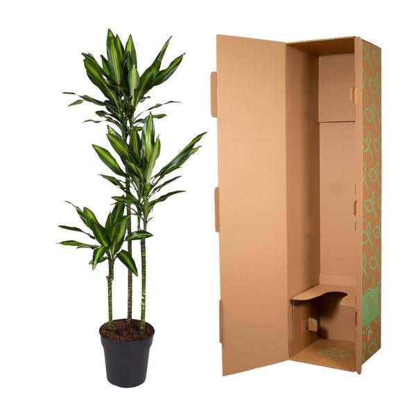 Drachenbaum Zimmerpflanze Ø24cm ↕160cm – pflegeleichte Grünpflanze für Wohnzimmer, Büro & helle Standorte kaufen – Plant