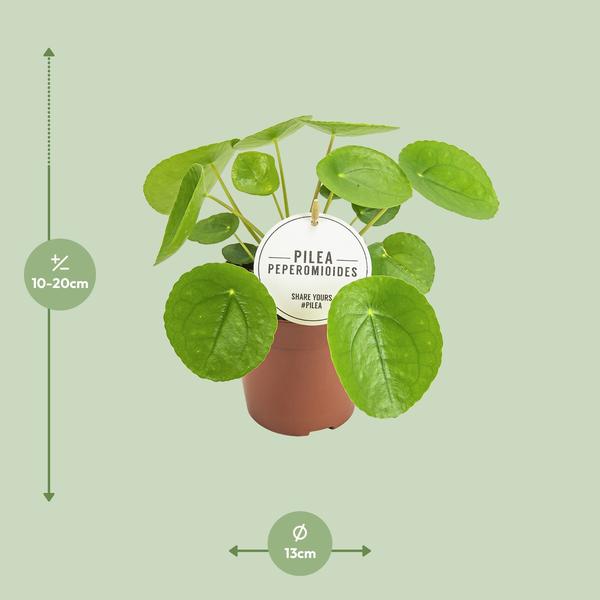 Chinesischer Geldbaum Pilea Peperomioides Zimmerpflanze Ø13cm ↕20cm – pflegeleichte Grünpflanze für Wohnzimmer, Büro & helle Standorte kaufen – Plant
