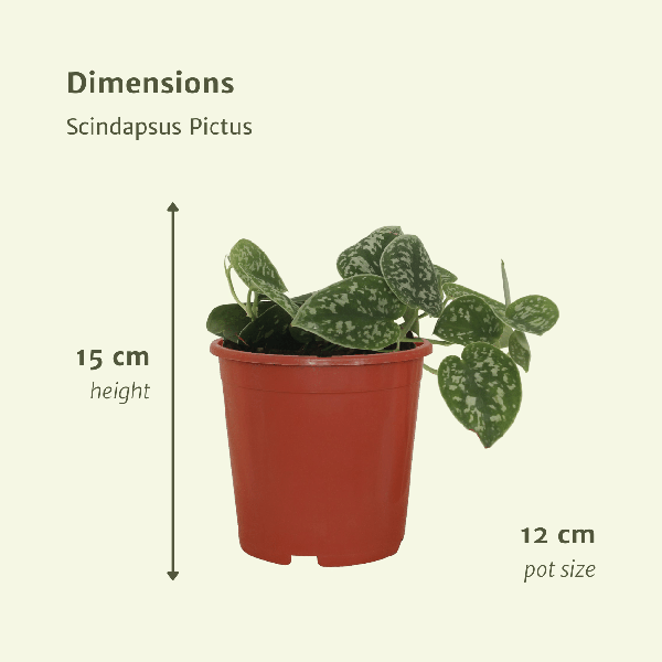 Efeutute Scindapsus pictus Epipremnum Zimmerpflanze Ø12cm – pflegeleichte Grünpflanze für Wohnzimmer, Büro & helle Standorte kaufen – Plant