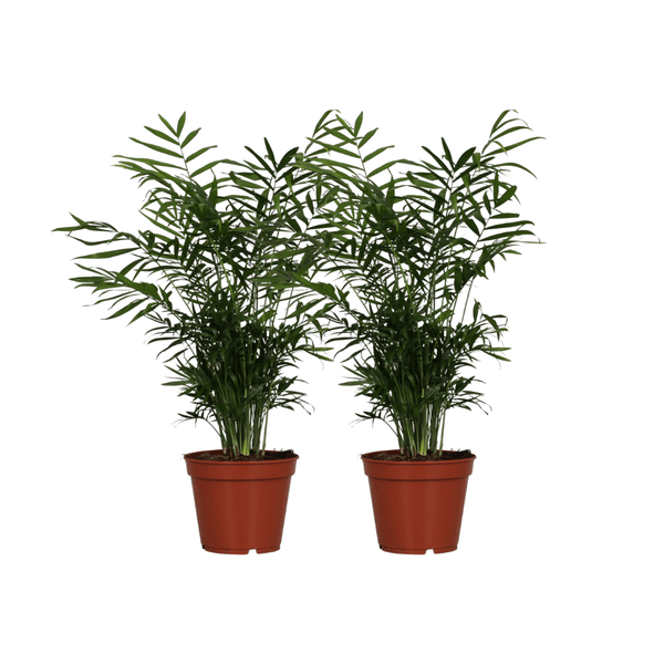 Chamaedorea Elegans – Mexikanische Bergpalme – 2 Zimmerpflanze – Ø17cm – Höhe ca. 55cm – Pflegeleichte Grünpflanze für Innenräume – Plant