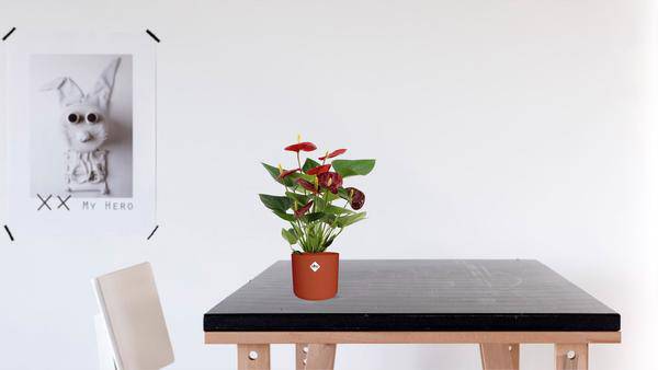 Anthurium Calon – Flamingoblume – Zimmerpflanze – Ø12cm – ↕36cm – Tropische Blühpflanze mit herzförmigen Blüten – Luftreinigend & pflegeleicht