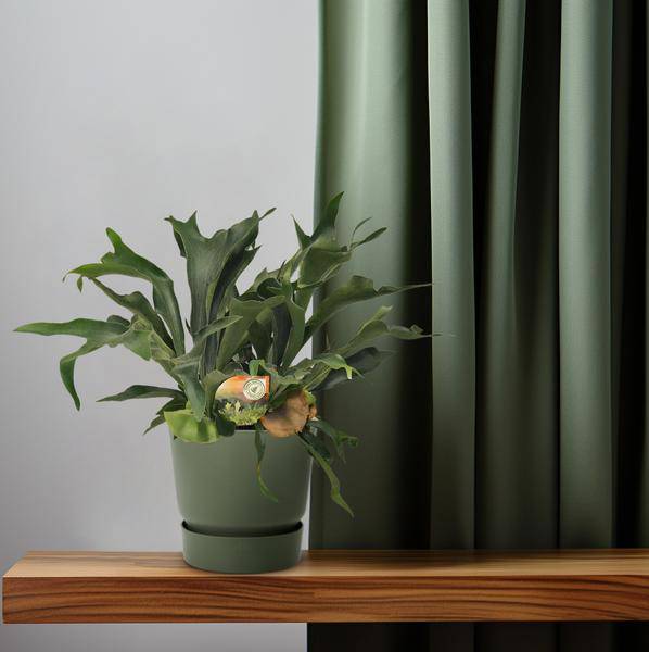 Geweihfarn Platycerium bifurcatum Zimmerpflanze Ø26cm ↕80cm – pflegeleichte Grünpflanze für Wohnzimmer, Büro & helle Standorte kaufen – Plant