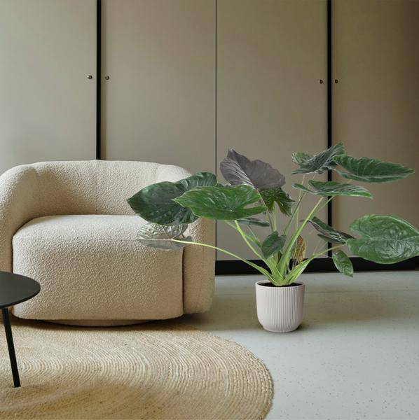 Elefantenohr – Alocasia Wentii – Zimmerpflanze – 120cm – Ø32cm – tropische Pflanze mit großen pfeilförmigen Blättern in Dunkelgrün und Violett – Plant