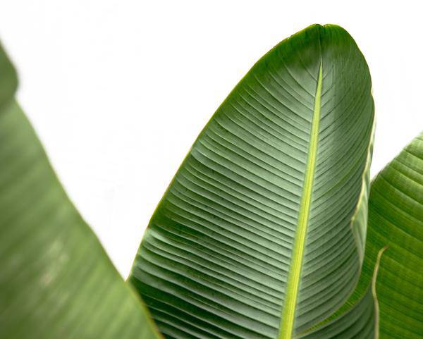 Strelitzia Augusta – Baum – Strelitzie XXL – Weißer Paradiesvogel – 250cm hoch – Ø38cm – Zimmerpflanze mit großen Fächerblättern – Plant