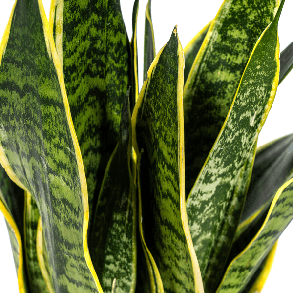 Bogenhanf Sansevieria Trifasciata Futura Superba Zimmerpflanze Ø17cm ↕50-55cm – pflegeleichte Grünpflanze für Wohnzimmer, Büro & helle Standorte – Plant