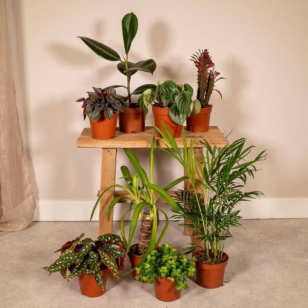Außenseiterbox 8 Pflanzen Ø12cm – pflegeleichtes Pflanzen Set für Urban Jungle, Fensterbank, Wohnzimmer & Büro – Plant