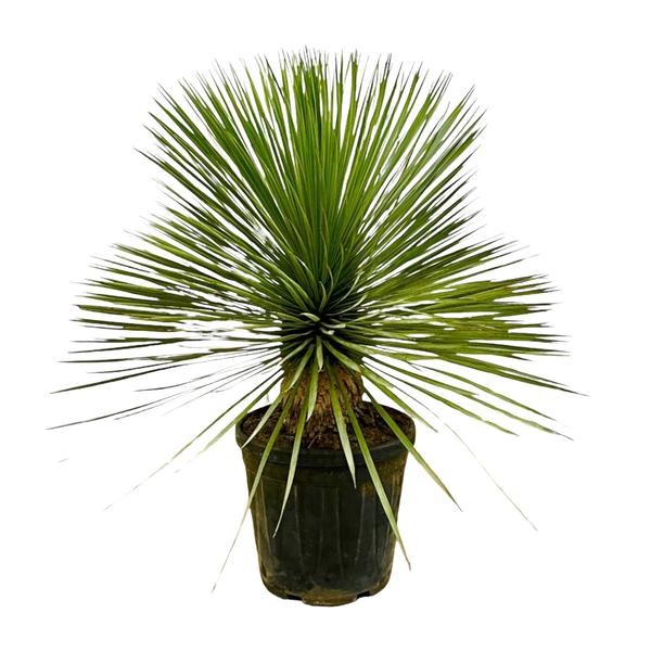Palmlilie – Yucca Rostrata auf Stiel – ↕70cm – Ø30cm – Exotische Zimmer – & Terrassenpflanze – Pflegeleicht & robust – Plant
