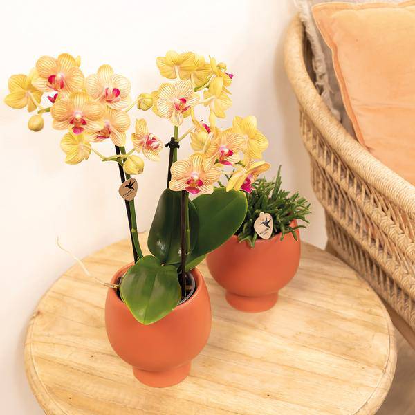 Phalaenopsis Orchid Orange Jamaica Zimmerpflanze Ø9cm – blühende Orchidee für Wohnzimmer, Büro & helle Standorte kaufen – Plant