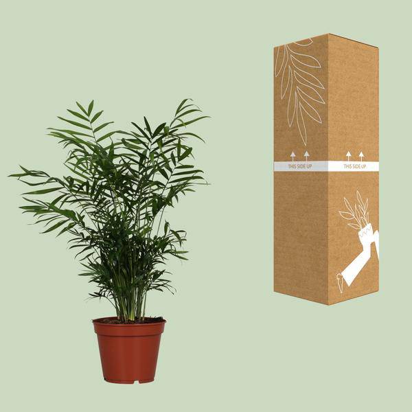 Mexikanische Bergpalme Chamaedorea elegans Zimmerpflanze Ø17cm ↕55cm – tropische Grünpflanze für Wohnzimmer, Büro & helle Standorte kaufen – Plant