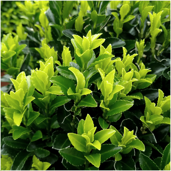 Euonymus Green Spire – Japanischer Spindelstrauch – Ø7cm – ↕15cm – Immergrün & Winterhart – Buchsbaum Ersatz für Hecke und Garten – Plant