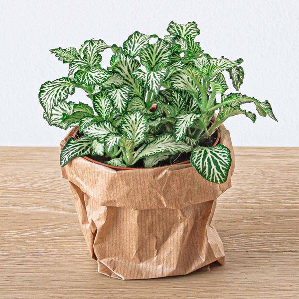 Mosaikpflanze Fittonia White Weißer Tiger Zimmerpflanze Ø8cm – pflegeleichte Grünpflanze für Wohnzimmer, Büro & helle Standorte kaufen – Plant