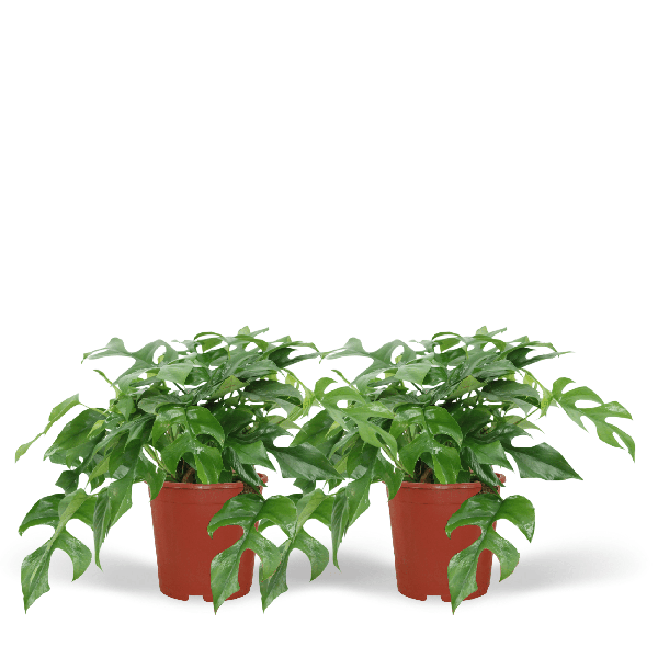 Fensterblatt – Monstera Minima – Zimmerpflanze – Ø15cm – ca. 30cm hoch – 2 Pflanzen – tropische Kletter – und Dekopflanze für Zuhause & Büro – Plant