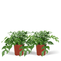 Fensterblatt – Monstera Minima – Zimmerpflanze – Ø15cm – ca. 30cm hoch – 2 Pflanzen – tropische Kletter – und Dekopflanze für Zuhause & Büro – Plant
