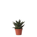 Sukkulente Haworthia Limifolia – Grüne Zimmerpflanze – Ø6cm – Pflegeleicht & Dekorativ – Perfekt für helle Standorte – Plant