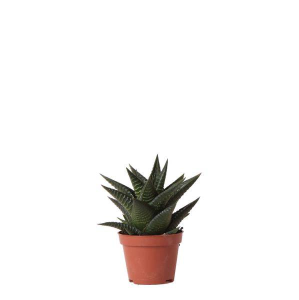 Sukkulente Haworthia Limifolia – Grüne Zimmerpflanze – Ø6cm – Pflegeleicht & Dekorativ – Perfekt für helle Standorte – Plant