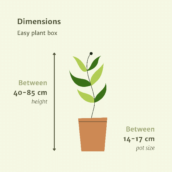 Pflanzkasten Easy – 4 pflegeleichte Zimmerpflanzen – Sansevieria, Yucca, Zamioculcas & Dracaena – Verschiedene Höhen 40-85cm – Ø14 – Ø17 – Plant