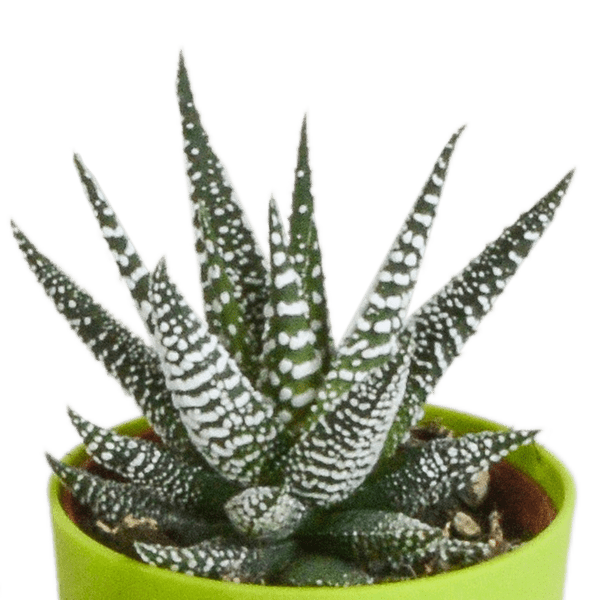 Sukkulenten Mix Gasteria & Haworthia – 5 Pflanzen – Ø5,5cm Zimmerpflanzen im Kunststofftopf mit Holzbeinen – Verschiedene Mini – Sukkulenten – Plant