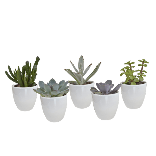 Sukkulenten Mix 5 Pflanzen Ø5,5cm – pflegeleichtes Pflanzen Set für Urban Jungle, Fensterbank, Wohnzimmer & Büro – Plant