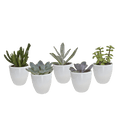 Sukkulenten Mix 5 Pflanzen Ø5,5cm – pflegeleichtes Pflanzen Set für Urban Jungle, Fensterbank, Wohnzimmer & Büro – Plant