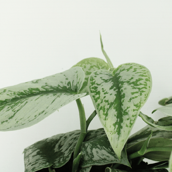 Efeutute Scindapsus pictus Trebie Epipremnum Zimmerpflanze Ø15cm ↕25cm – pflegeleichte Grünpflanze für Wohnzimmer, Büro & helle Standorte kaufen – Plant