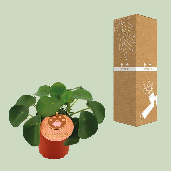 Pilea Peperomioides – Chinesischer Geldbaum – Ø11cm – ↕15cm – Zimmerpflanze mit runden Blättern – Pflegeleicht & dekorativ – Glücks – Plant