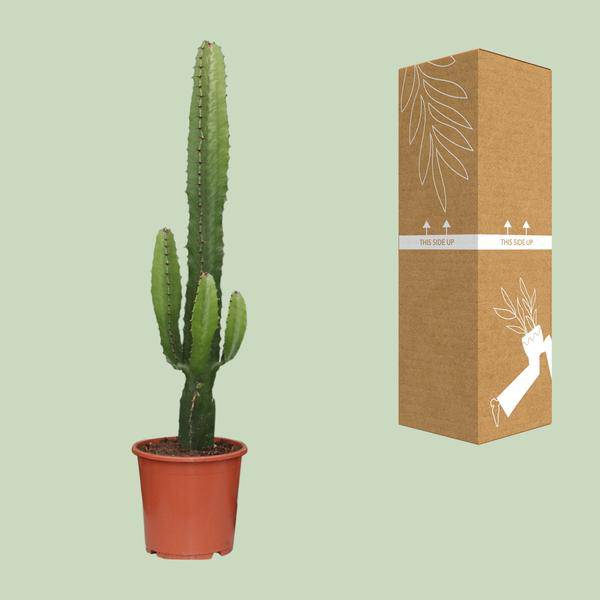 Kaktus – Wolfsmilch Euphorbia Acrurensis Zimmerpflanze Ø17cm ↕50cm – pflegeleichte Sukkulente für Wohnzimmer, Büro & helle Standorte kaufen – Plant