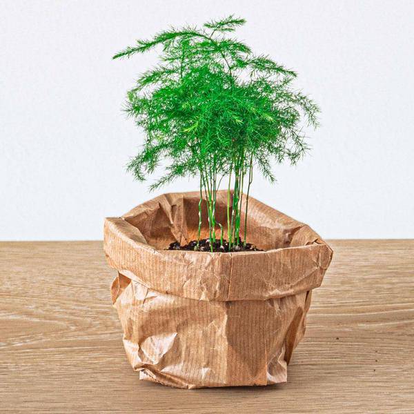 Zierspargel Asparagus Setaceus Plumosus Zimmerpflanze – pflegeleichte Grünpflanze für Wohnzimmer, Büro & helle Standorte kaufen – Plant