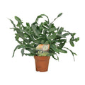 Tüpfelfarn – Phlebodium Blue Star – Ø12cm – 35cm hoch – Zimmerpflanze – Dekorativ & Robust – Plant