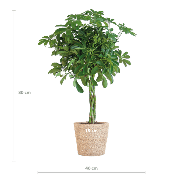 Schefflera Arboricola Nora – Birkenfeige – Zimmerpflanze + Blumentopf Sofia Natur – ↕70cm – Ø21cm – Handförmige Blätter – Pflegeleicht & dekorativ – Plant