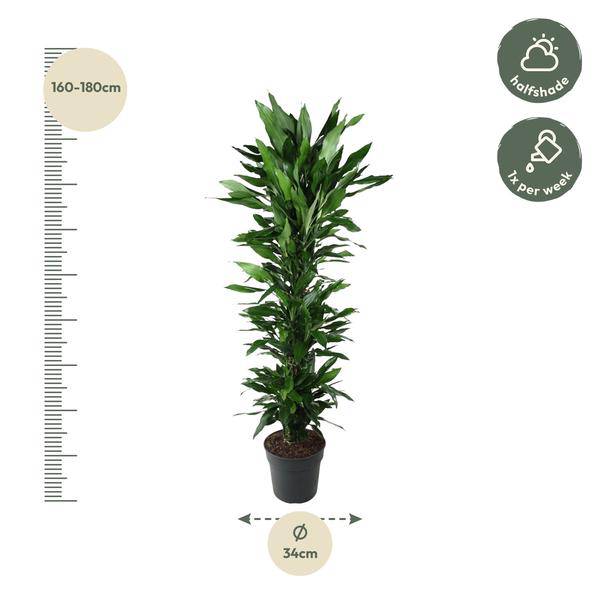 Drachenbaum Zimmerpflanze Ø34cm ↕170cm – pflegeleichte Grünpflanze für Wohnzimmer, Büro & helle Standorte kaufen – Plant