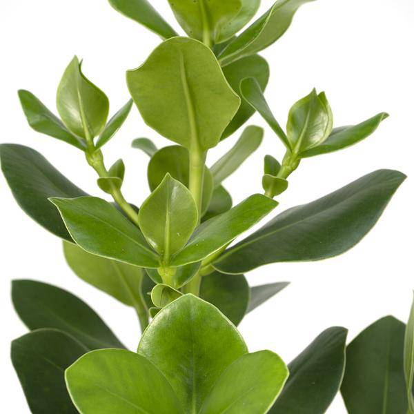 Balsamapfel Clusia Rosea Princess Zimmerpflanze Ø17cm ↕60cm – pflegeleichte Grünpflanze für Wohnzimmer, Büro & helle Standorte kaufen – Plant