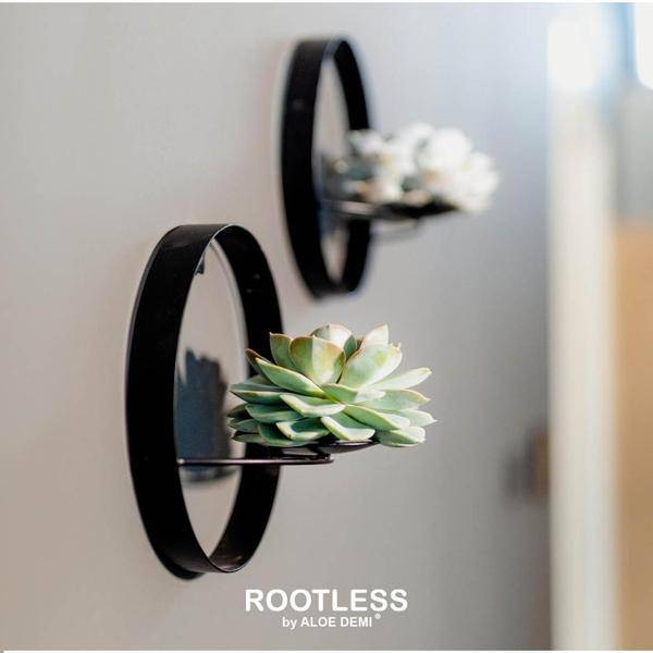 Sukkulente Echeveria Pulidonis – Rootless Schnitt – Sukkulente – Ø12-14cm Rosette im schwarzen Wanddeko Ring Ø20cm – Plant