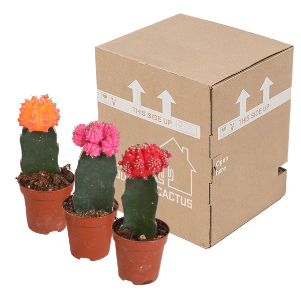 Sukkulenten & Kakteen Mix 3 Pflanzen Ø5,5cm – pflegeleichtes Pflanzen Set für Urban Jungle, Fensterbank, Wohnzimmer & Büro – Plant