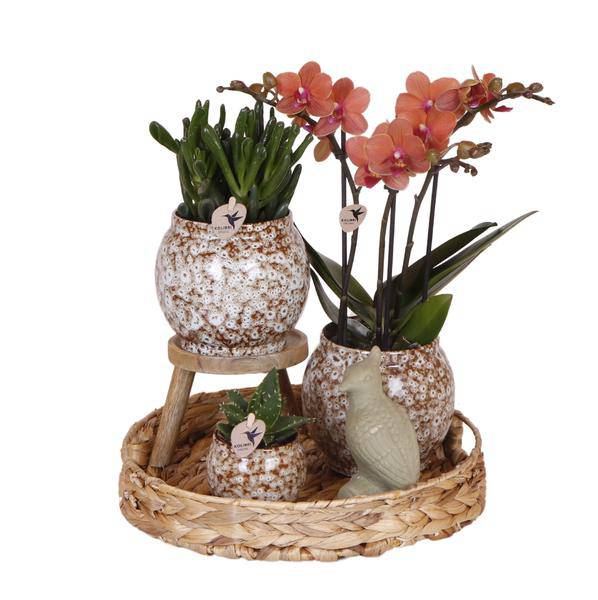 Geschenkset Phalaenopsis Orchidee Rot & Sukkulenten – Inkl. 3 Keramik – Ziertöpfe – Pflanzenset mit Dekotieren – Perfekt als Geschenk & Deko – Plant