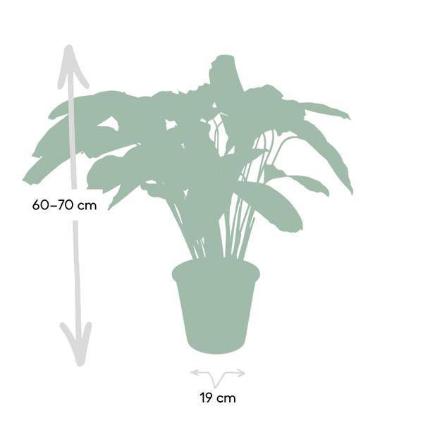 Calathea Flamestar – Pfauenpflanze – Ø19cm – ↕75cm – Exotische Zimmerpflanze mit gemusterten Blättern – Luftreinigend, pflegeleicht & dekorativ – Plant