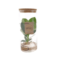 Clusia im Röhrenglas Medium Zimmerpflanze Ø12cm ↕30cm – pflegeleichte Grünpflanze für Wohnzimmer, Büro & helle Standorte kaufen – Plant