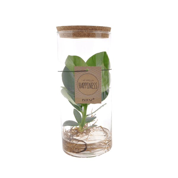 Clusia im Röhrenglas Medium Zimmerpflanze Ø12cm ↕30cm – pflegeleichte Grünpflanze für Wohnzimmer, Büro & helle Standorte kaufen – Plant