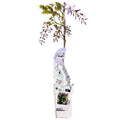 Chinesischer Duft – Blauregen Wisteria sinensis ‘Caroline’ Gartenpflanze Ø15cm ↕65cm – winterharte Pflanze für Garten, Balkon, Terrasse, Kübel – Plant