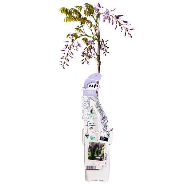 Chinesischer Duft – Blauregen Wisteria sinensis ‘Caroline’ Gartenpflanze Ø15cm ↕65cm – winterharte Pflanze für Garten, Balkon, Terrasse, Kübel – Plant