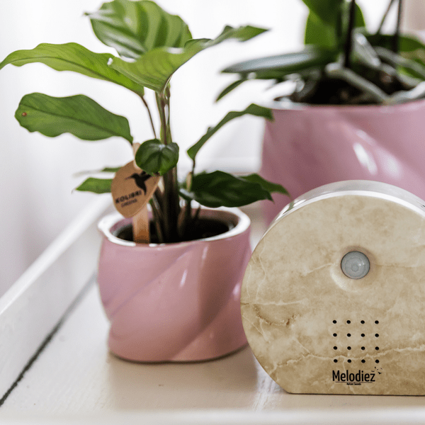 Melodiez Spieluhr Naturstein – Melody Nature Box – Klangbox mit Bewegungsmelder – Vogelgesang, Meeresrauschen & Dschungelklänge – Plant
