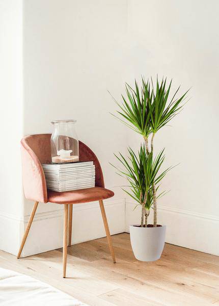 Dracaena Marginata – Drachenbaum – Zimmerpflanze – ca. 95cm hoch – Ø21cm – inkl. nachhaltigem Viber Übertopf Weiß – Plant
