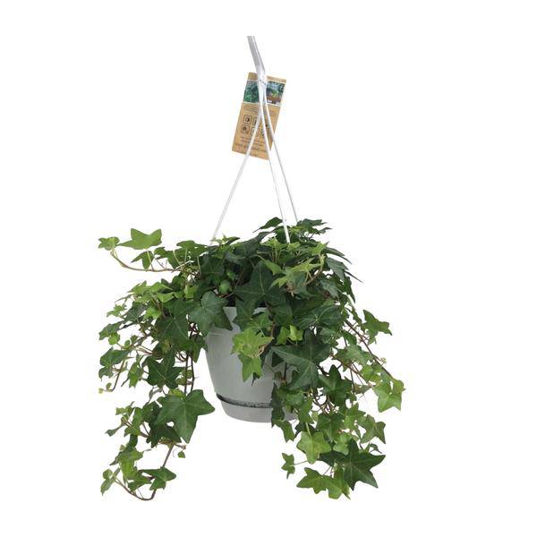 Hedera Helix Grün – Gemeiner Efeu – Zimmerpflanze im Hängetopf – Ø17cm – immergrüne Hänge – und Kletterpflanze für Innen – & Außenbereich – Plant