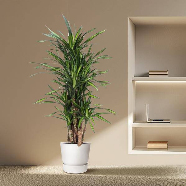 Drachenbaum Dracaena Riki – 140cm hoch – Ø30cm – Elegante Zimmerpflanze mit schmalem dunkelgrünem Blattwerk – pflegeleicht – für Zimmer & Büro – Plant
