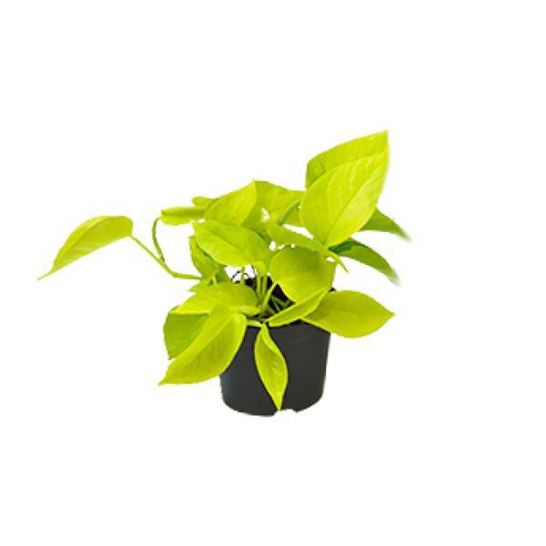 Efeutute Epipremnum Golden Pothos – Ø12cm x H15cm – Herzförmige Blätter mit goldgelber Zeichnung – Pflegeleichte Zimmerpflanze – Für Halbschatten – Plant
