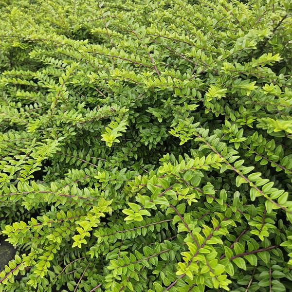 Heckenmyrthe Lonicera nit. 'Maigrün' – Vielseitige Gartenpflanze – ↕10-25cm – Ø9cm – pflegeleicht & schnittverträglich – Plant