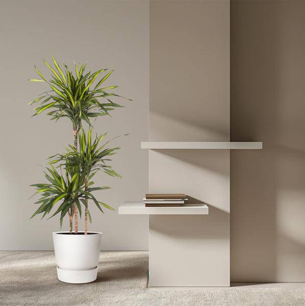 Drachenbaum Zimmerpflanze Ø24cm ↕140cm – pflegeleichte Grünpflanze für Wohnzimmer, Büro & helle Standorte kaufen – Plant