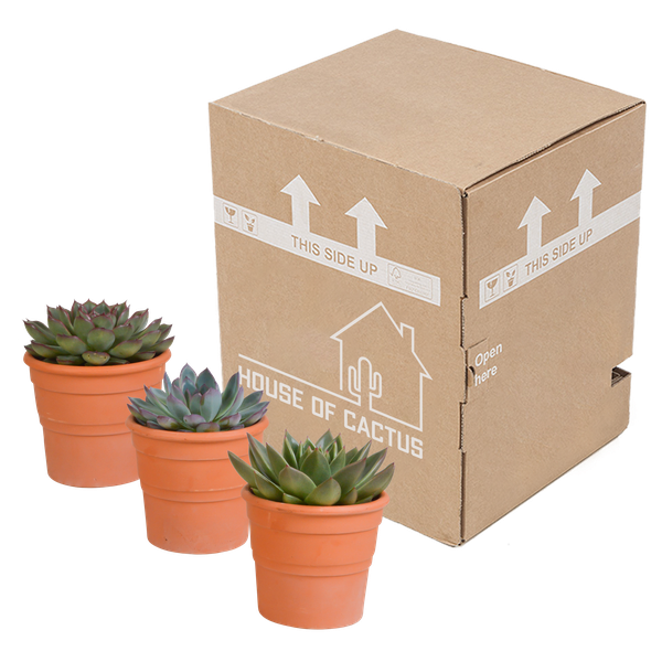 Echeveria Mix – Steinrose 3 Pflanzen – Ø10,5cm Zimmerpflanzen im Terrakotta – Topf – Verschiedene Sukkulenten im mediterranen Tontopf – Plant
