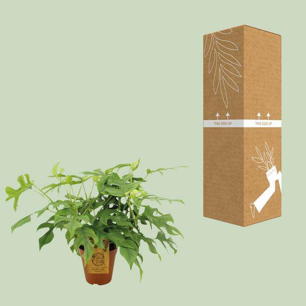 Fensterblatt Monstera Minima – Zimmerpflanze – Ø15cm – 40cm hoch – Halbschatten – Pflegeleicht – Gefensterte Blätter – Plant