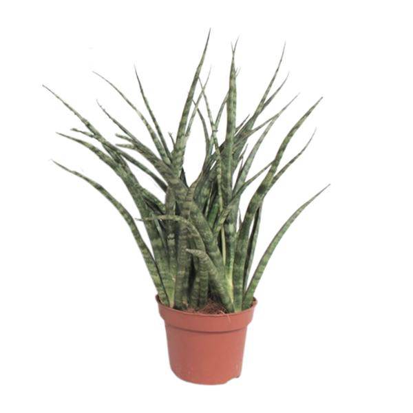 Bogenhanf – Sansevieria Fernwood Punk – Zimmerpflanze – Ø12cm – ↕35cm – immergrüne Sukkulente – Plant