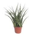 Bogenhanf – Sansevieria Fernwood Punk – Zimmerpflanze – Ø12cm – ↕35cm – immergrüne Sukkulente – Plant